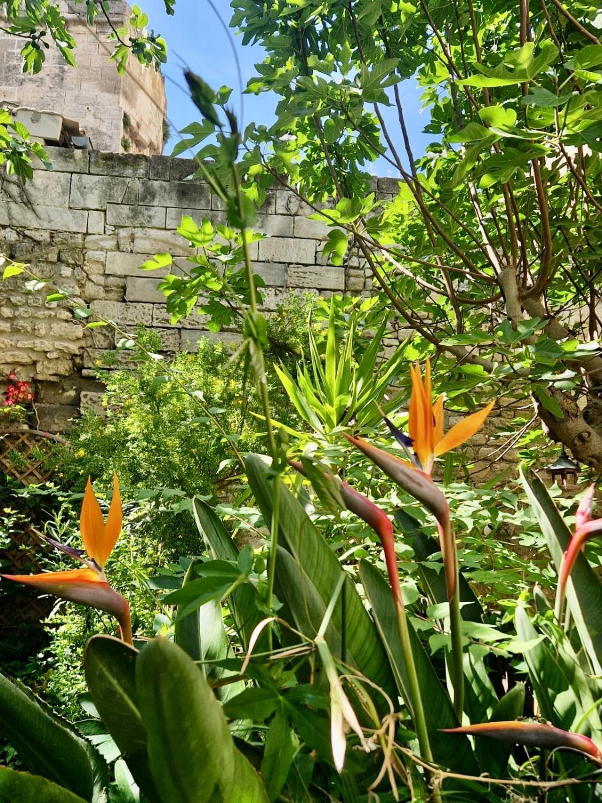 Capucines, Un Jardin Secret Dans Le Centre Historique Daire Arles Dış mekan fotoğraf